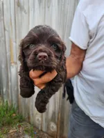 Neal Ready Now, a male Cocker Spaniel for sale in Brooksville, FL – 1 of 8