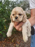 processed/fd436e6a-6b65-4207-b00c-3d95f7bf5faa/listing/7da7a31a-238c-4f9c-a31a-f281106de921/5a9b17d4-e8b9-4e56-8412-ac583f1ef640