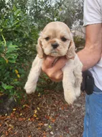 processed/fd436e6a-6b65-4207-b00c-3d95f7bf5faa/listing/7da7a31a-238c-4f9c-a31a-f281106de921/6ac39813-6ef3-4b7f-ae2c-b075edf682a9