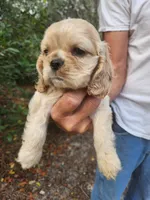 processed/fd436e6a-6b65-4207-b00c-3d95f7bf5faa/listing/7da7a31a-238c-4f9c-a31a-f281106de921/793ea4dc-3c66-4aea-839e-d7d3e87e189a