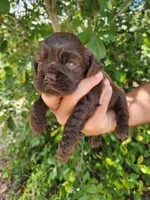Neal Ready 07/02, a male Cocker Spaniel for sale in Brooksville, FL – 2 of 8