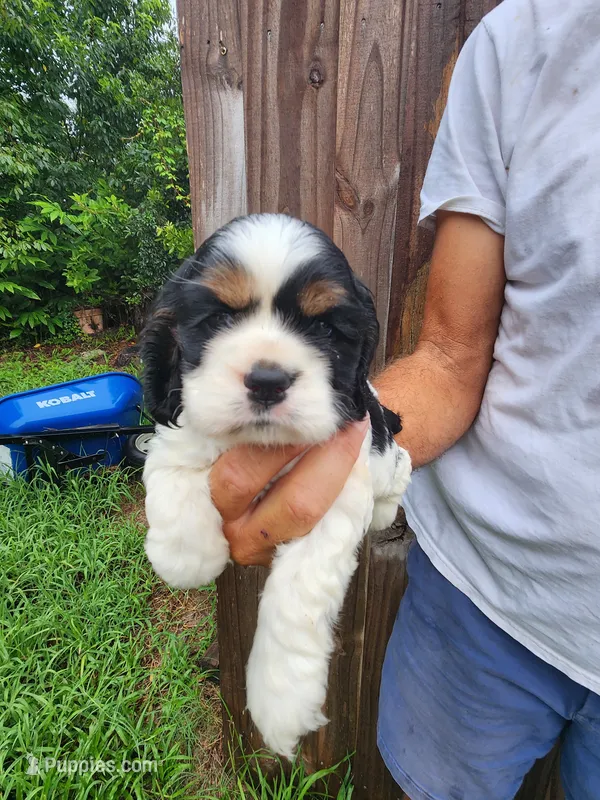 Logan AKC – Cocker Spaniel puppy for sale in Brooksville, FL