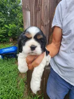 Logan , a male Cocker Spaniel for sale in Brooksville, FL – 1 of 8