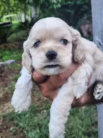 Grayson , a male Cocker Spaniel for sale in Brooksville, FL – 3 of 9
