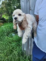 Hackett Reduced , a male Cocker Spaniel for sale in Brooksville, FL – 8 of 8