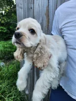Holden Reduced , a male Cocker Spaniel for sale in Brooksville, FL – 8 of 10
