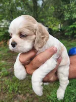 London AKC , a male Cocker Spaniel for sale in Brooksville, FL – 8 of 9
