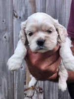 Hannah Ready 07/22, a female Cocker Spaniel for sale in Brooksville, FL – 1 of 6