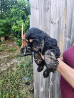 Luna Ready Now , a male Cocker Spaniel for sale in Brooksville, FL – 6 of 10