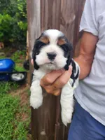 Lucas , a male Cocker Spaniel for sale in Brooksville, FL – 4 of 9