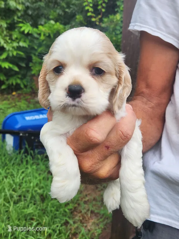 London AKC  – Cocker Spaniel puppy for sale in Brooksville, FL
