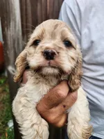 Keaton, a male Cocker Spaniel for sale in Brooksville, FL – 2 of 10