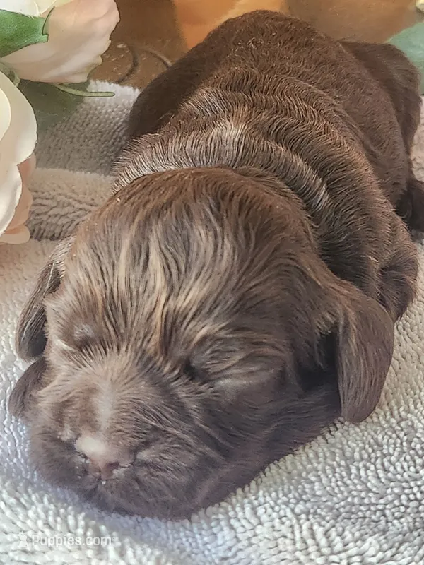 Neal – Cocker Spaniel puppy for sale in Brooksville, FL