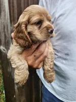 Kent, a male Cocker Spaniel for sale in Brooksville, FL – 5 of 10