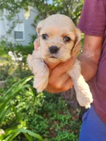 Gina, a male Cocker Spaniel for sale in Brooksville, FL – 7 of 8