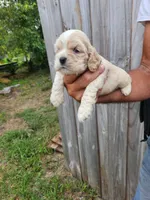 Jake Ready 07/06, a male Cocker Spaniel for sale in Brooksville, FL – 2 of 7