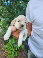 Hank Ready 07/22, a male Cocker Spaniel for sale in Brooksville, FL – 6 of 7