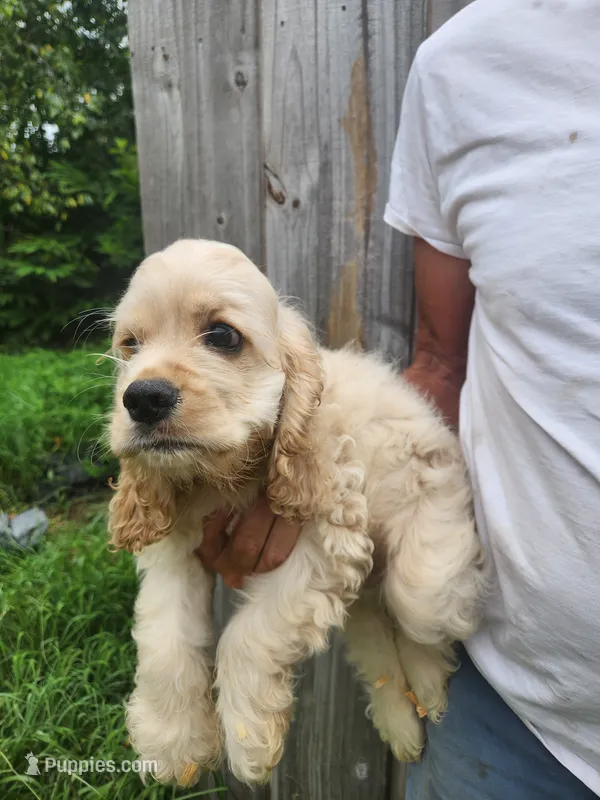 Garrett  Reduced  – Cocker Spaniel puppy for sale in Brooksville, FL