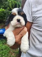 Lola AKC, a male Cocker Spaniel for sale in Brooksville, FL – 4 of 8
