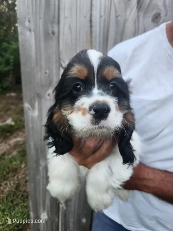 Levi Ready Now  – Cocker Spaniel puppy for sale in Brooksville, FL