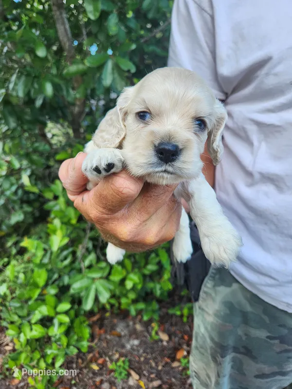 Hackett – Cocker Spaniel puppy for sale in Brooksville, FL
