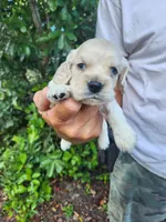 Hackett Ready 07/22, a male Cocker Spaniel for sale in Brooksville, FL – 1 of 8