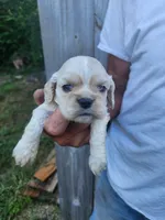 Jessa On Hold, a female Cocker Spaniel for sale in Brooksville, FL – 4 of 9
