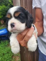 Lincoln , a male Cocker Spaniel for sale in Brooksville, FL – 9 of 10