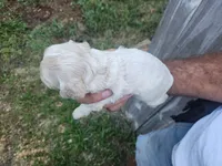 Jessa On Hold, a female Cocker Spaniel for sale in Brooksville, FL – 6 of 9