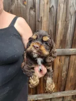 Hendrix Ready  Now, a male Cocker Spaniel for sale in Brooksville, FL – Photo 1 of 2