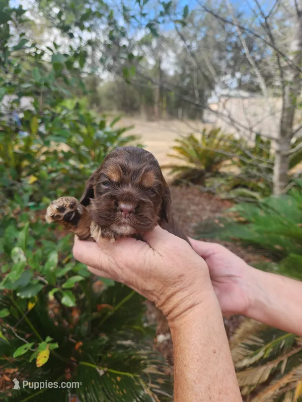 Hendrix Ready  03/03