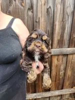 Hendrix Ready  Now, a male Cocker Spaniel for sale in Brooksville, FL – Photo 2 of 2