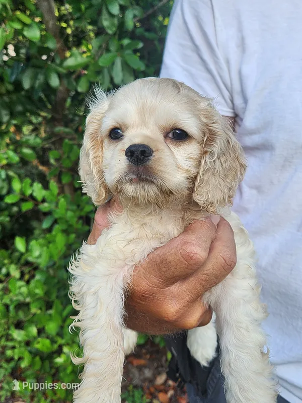 Hannah Ready 07/22 – Cocker Spaniel puppy for sale in Brooksville, FL