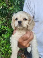 Hannah , a female Cocker Spaniel for sale in Brooksville, FL – 1 of 10