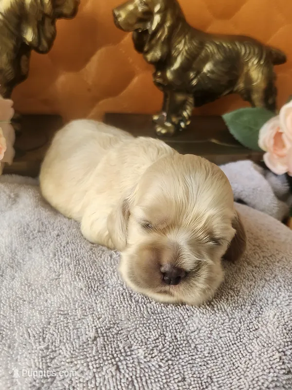 Garrett  – Cocker Spaniel puppy for sale in Brooksville, FL