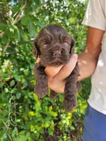 Neal Ready 07/02, a male Cocker Spaniel for sale in Brooksville, FL – 8 of 8
