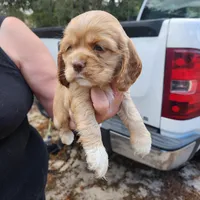 Harper Ready Now , a female Cocker Spaniel for sale in Brooksville, FL – Photo 3 of 3