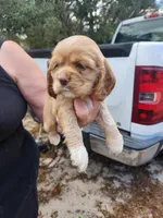 Harper Now , a female Cocker Spaniel for sale in Brooksville, FL – Photo 3 of 3