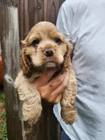 Kent, a male Cocker Spaniel for sale in Brooksville, FL – 1 of 10