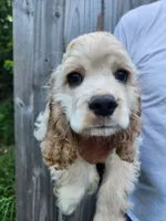 Hackett Reduced , a male Cocker Spaniel for sale in Brooksville, FL – 3 of 8