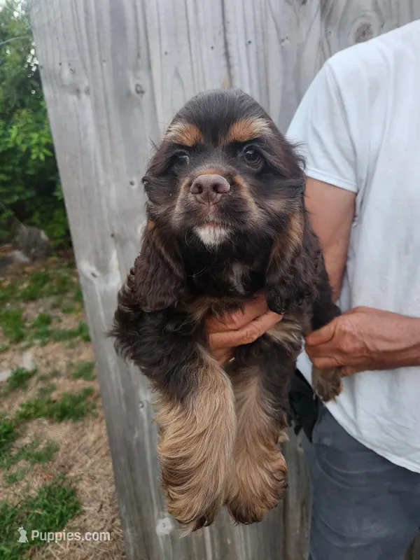 Hollister Ready Now  – Cocker Spaniel puppy for sale in Brooksville, FL