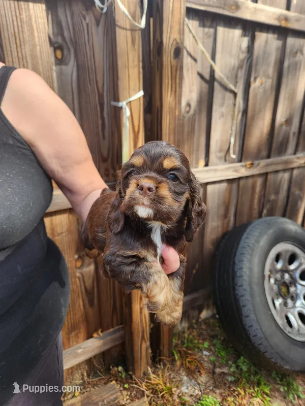 Hollister Ready 03/03