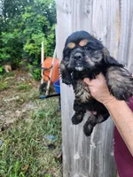 Luna Ready Now , a male Cocker Spaniel for sale in Brooksville, FL – 4 of 10