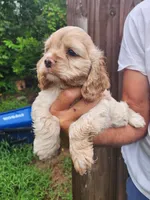 Keaton, a male Cocker Spaniel for sale in Brooksville, FL – 6 of 10