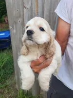 Jack Reduced , a male Cocker Spaniel for sale in Brooksville, FL – 7 of 8