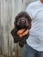 Neal Ready Now, a male Cocker Spaniel for sale in Brooksville, FL – 5 of 8