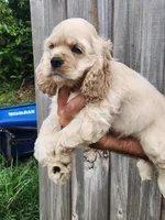 Garrett  Reduced , a male Cocker Spaniel for sale in Brooksville, FL – 1 of 8