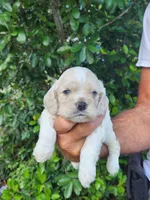 Holden Ready 07/22, a male Cocker Spaniel for sale in Brooksville, FL – 2 of 9