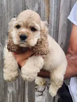 Grayson Reduced , a male Cocker Spaniel for sale in Brooksville, FL – 8 of 9