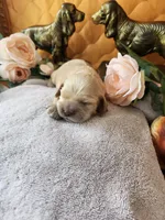 Joy Sold, a female Cocker Spaniel for sale in Brooksville, FL – 3 of 9